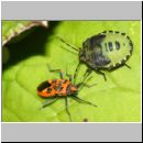 Corizus hyoscyami - Zimtwanze 01 mit Wanzenlarve.jpg